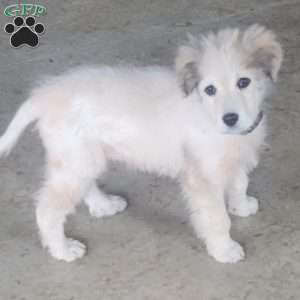 Jonah, Saint Bernard Mix Puppy